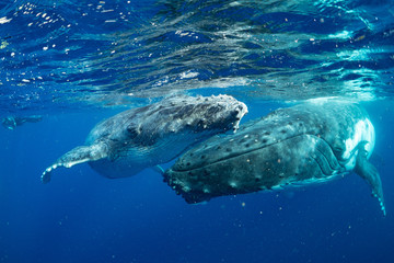 クジラ whale TONGA