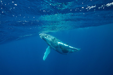 Fototapeta premium クジラ whale TONGA
