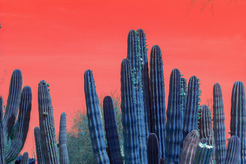 Surrealistic abstract blue cactus with red sky