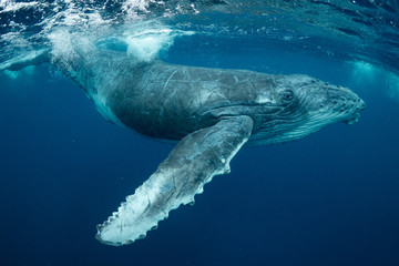 クジラ whale TONGA - obrazy, fototapety, plakaty