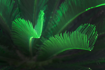 Surrealistic abstract green glow Mallorca endemic fan palm