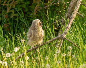 Ein Waldohreulen Dunenjunges auf einen Ast am Boden