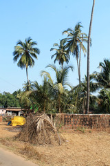 Village grass  coconut tree