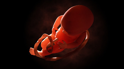 Child in the womb, embryo. 3d rendering 