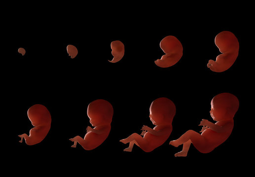 Stages of fetal development