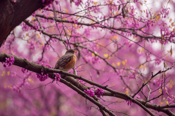 Robin sitting in a flowering redbud tree in the Spring