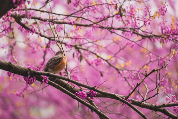 Robin sitting in a flowering redbud tree in the Spring