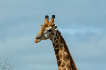 Giraffe portraits in various lighting situations.