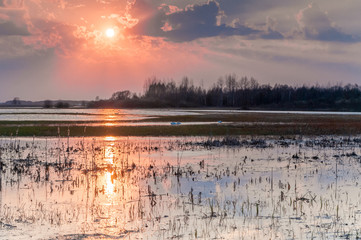 Biebrza Valley (Poland).  Backwaters near Goniadz town with birds in background at dusk