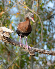 Whistling duck perched on a branch in central Florida