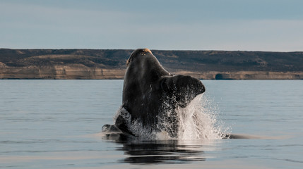 Southern right whale,jumping behavior, Puerto Madryn, Patagonia, Argentina