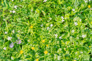 texture of green plants.