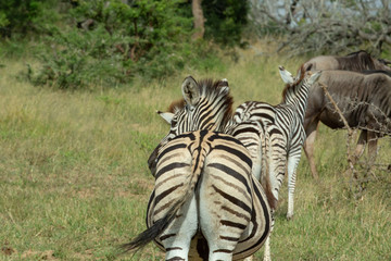 Zebra and general game in an open area feeding 