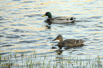 Two wild ducks on a pond water