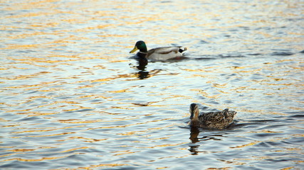 A pair of wild ducks floating on the water