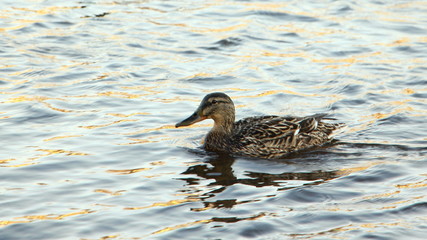 Wild duck floating on lake water