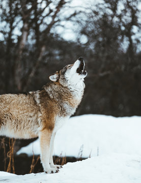 dog lifts head and howls