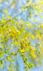 Obraz premium Spring flowering of birch.