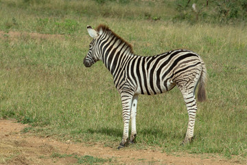 Fototapeta na wymiar Zebra and general game in an open area feeding 