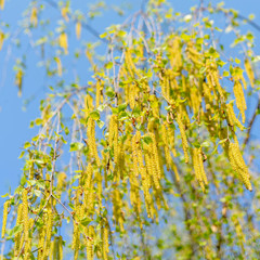 Spring flowering of birch.