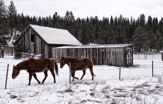 farm horses in snow