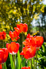 Obraz premium Tulpen im Frühling