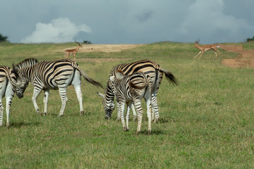 Fototapeta na wymiar Zebra and general game in an open area feeding 