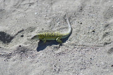 green lizard