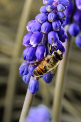 Bee on violet flowers in Patagonia