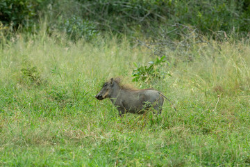 Warthog in the long grass