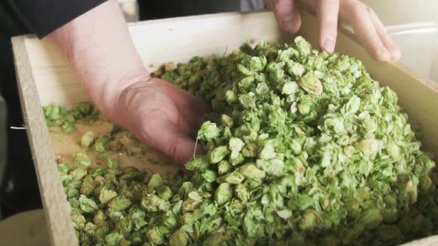 hands going through dried hops in slowmotion