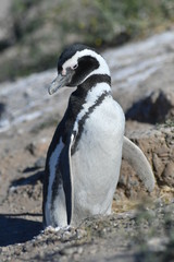 Obraz premium penguin 