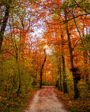 path through the woods