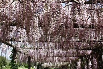 English garden with wisteria in bloom on the roof in a spring day