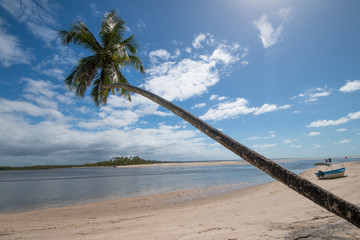 tropical island with tilted coconut tree