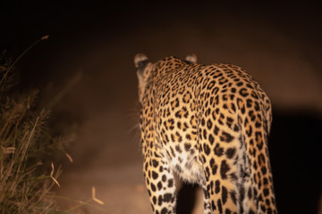 Leopard at night in the spotlight