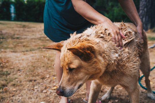 scruffy dog gets petted