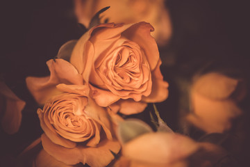 Beautiful delicate roses flower close up. Macro shot, soft selective focus photo. Floral vintage toned background