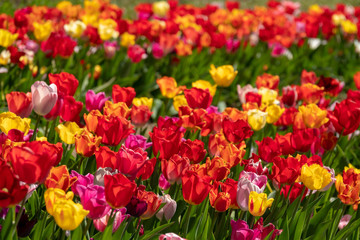 Fototapeta premium many colourful tulips stand on a tulip field