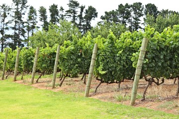 Fototapeta na wymiar A vineyard on a wine farm near Stellenbosch, South Africa. 