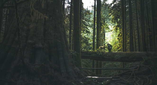 sunlight between trees