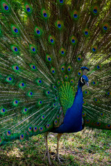 Naklejka premium Peacock with feather open showing off for the females nearby