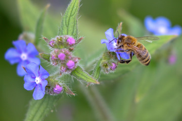 Spring Bee