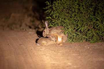 Scrub hare youngster suckling on his mother © Darrel