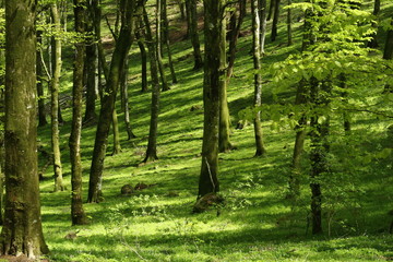 Light and shadows in a spring day in the beechwood