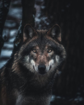 wolf with piercing eyes