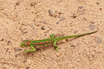 A picture of a camouflaged Cape Dwarf chameleon (Bradypodion pumilum) climbing onto a branch. They are only found in the Western Cape in South Africa. 