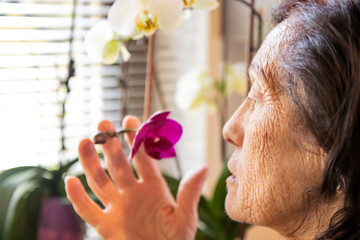 Obraz premium An elderly woman, old lady, cares and smells her flower orchids, at home, in front of the window. Sun and light. Melancholy, sadness and loneliness. White and purple flowers. Wrinkled skin.