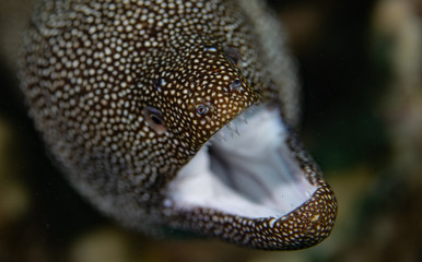 Coral reef fish life