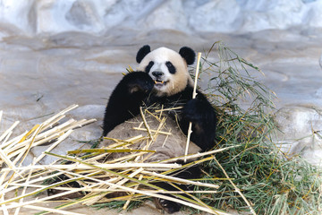 panda